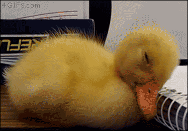 A sleepy duckling fights falling asleep