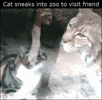 A cat sneaks into a zoo to visit his lynx friend