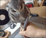 Hand-owl-steady