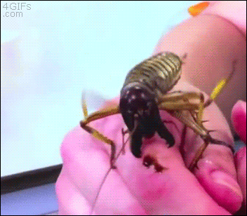 Giant-bug-bites