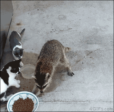 A raccoon picks up a cat's food in it's hands and runs off on it's back legs