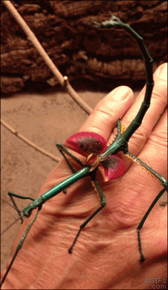 An exotic winged stick insect moves around on a man's hand