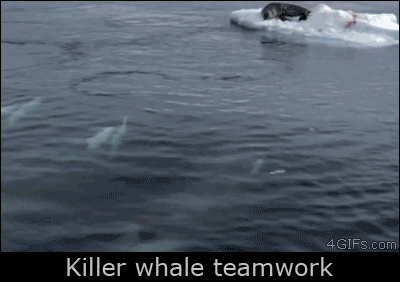 Killer whales cause a wave to knock a seal off an iceberg
