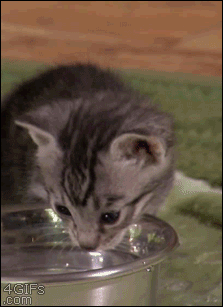 A kitten reacts to getting it's nose wet in a water bowl