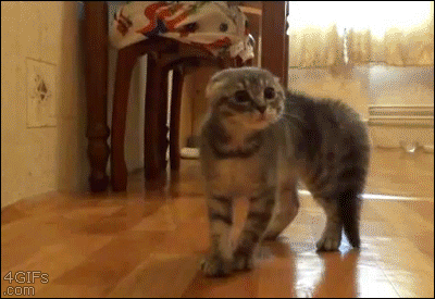 A kitten spazzes and jumps into a wall before running off