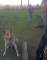 A dog is happy to shake a man's hand