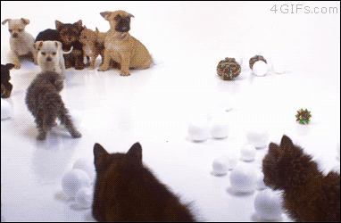 A puppy leaves a group and approaches some kittens who reject him and he runs away