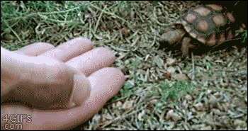 A baby tortoise crawls into a hand and is lifted like an elevator