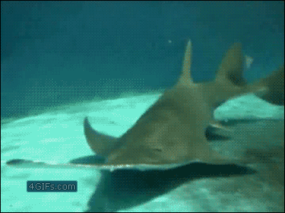 A sawfish shreds a fish with it's nose