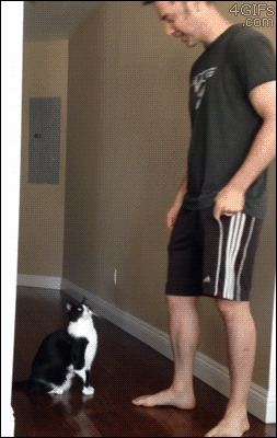 A cat stands up and stretches out while a man lifts it up to the ceiling