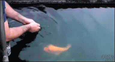 A fish enjoys being tossed and swims back for more