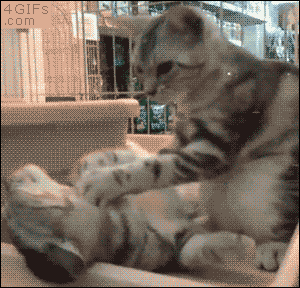 A cat kneads and massages another cat's face