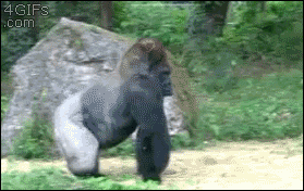 A gorilla suddenly stands up and walks off