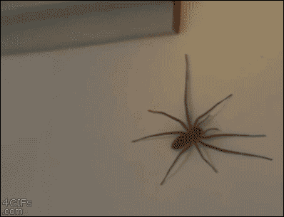 A huge huntsman spider on the wall is repeatedly touched
