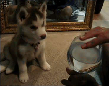 A husky moves it's head from side to side as it hears a wine glass singing