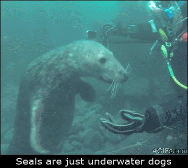 Seals act like dogs