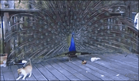 A kitten plays with a peacock's feather as it walks