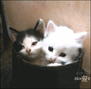 Kittens sitting in a boot yawn together