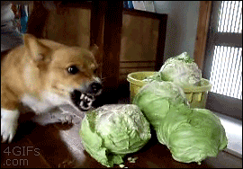 A dog angrily bites into a head of cabbage