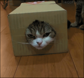 A cat attacks his friend's face which is sticking out of a hole in a box