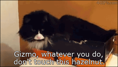 A cat is challenged to not touch a hazelnut in front of him