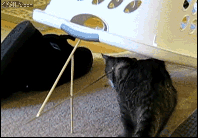 A cat sets off a laundry basket trap by eating a treat