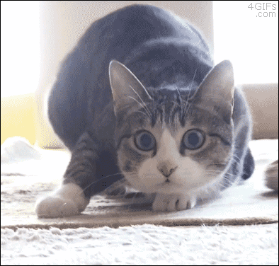 A cat wiggles his butt before he attacks something