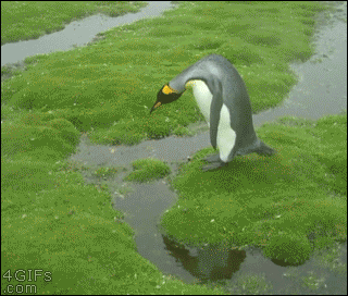 A penguin deliberates where to jump over water