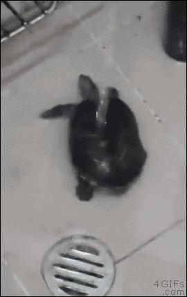 A turtle dances while taking a shower