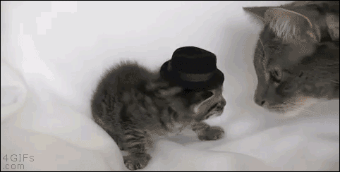 A mom cat does not approve of her kitten wearing a hat