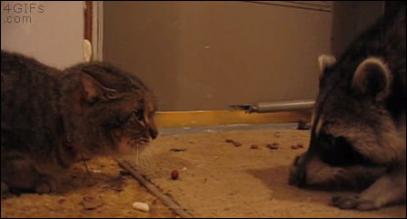 Raccoon-gives-cat-food