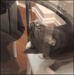 A cat tries to eat a pea from the underside of a glass table