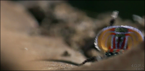 A peacock spider dances