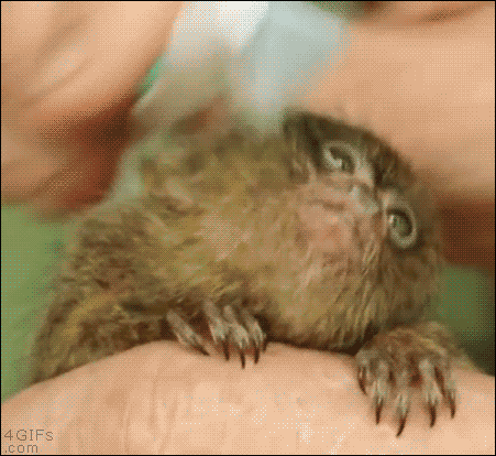 A pygmy marmoset likes getting brushed by a toothbrush
