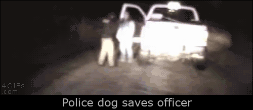 A police K-9 saves an officer from a man sneaking up on him during an arrest