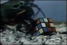 A shrimp solves a Rubik's cube