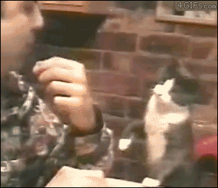 A cat uses gestures to convey that it wants food