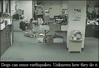 A dog senses an earthquake and runs several seconds before it hits