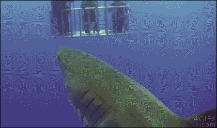 A shark farts near some divers in a cage