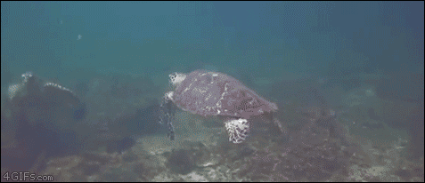 Two turtle bros high five