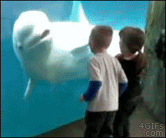 A beluga whale scares some kids that keep staring at him