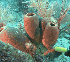 Sea sponges pump out dye squirted near them