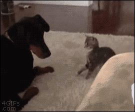 A kitten tries to attack an unimpressed dog