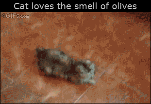 A cat loves the smell of olives
