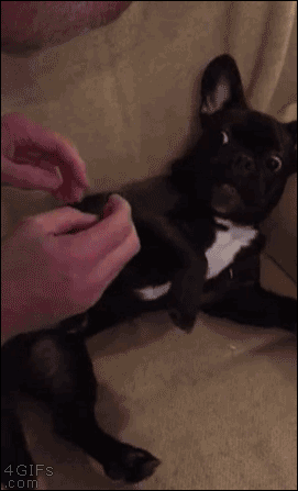 A dog has a funny reaction to getting tickled
