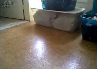 A cat slides along a floor until it's wedged between two plastic bins