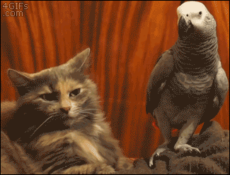 A parrot confronts a cat that insulted him