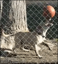 A dog balances a ball on his nose and head for a long time