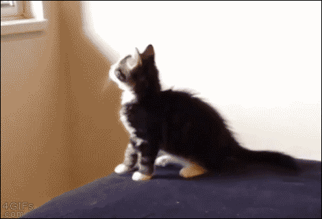 A kitten jumps towards a wall instead of the window