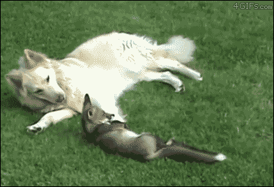 A dog boops a fox cub in the head while trying to play with it